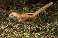 KirmsPhotography.com Brown Thrasher-1